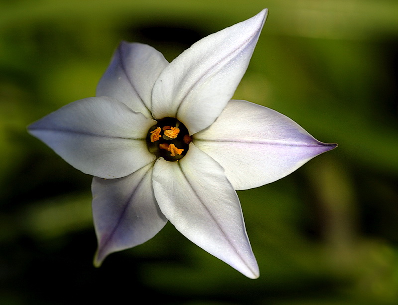 Blume DDD_3297 Kopie.jpg   26.04.jpg